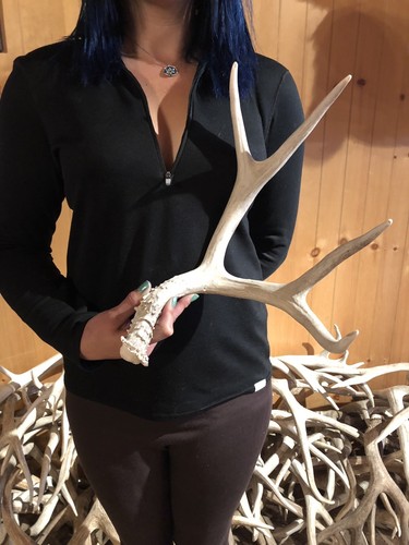 WYOMING Shed 4 PT Brown Mule Deer Antler Horn Bone Handle Rustic Craft Decor