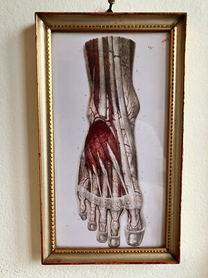 VINTAGE ANATOMICAL PRINT 3D HUMAN BODY MODEL, ARTISTIC REPRODUCTIONS, SKELETON