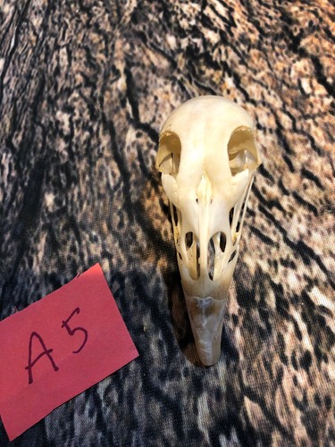 Real XL Pheasant Skull Animal Bone Fowl Unique Gift Christmas Art Bird Hallowe