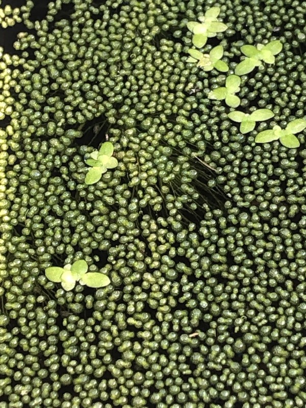 200 beads Wolffia sp. smallest flowering plant on earth, Floating,