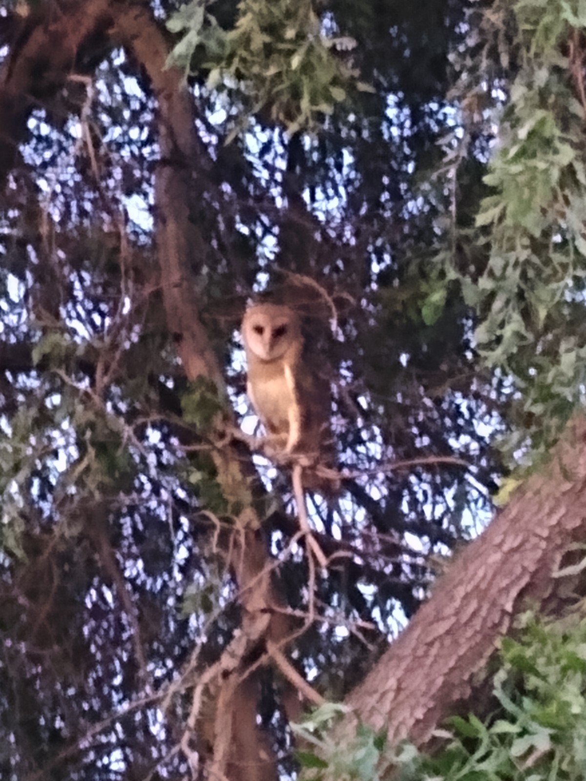 30 to 35 Owl Pellet Bones in a Small Glass Jar and a Bone Identification Chart.