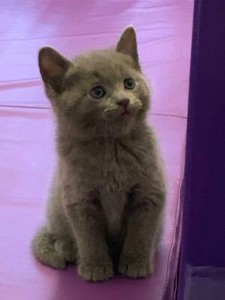 Adorable Russian Blue X Ragdoll Kittens Cats Kittens Gumtree