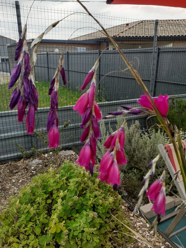 Dierama Pulcherrinum ( 20 Graines/Seeds) 
