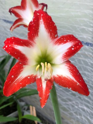 Original Hippeastrum cv. 'Pretty Gorgeous'  1bulb