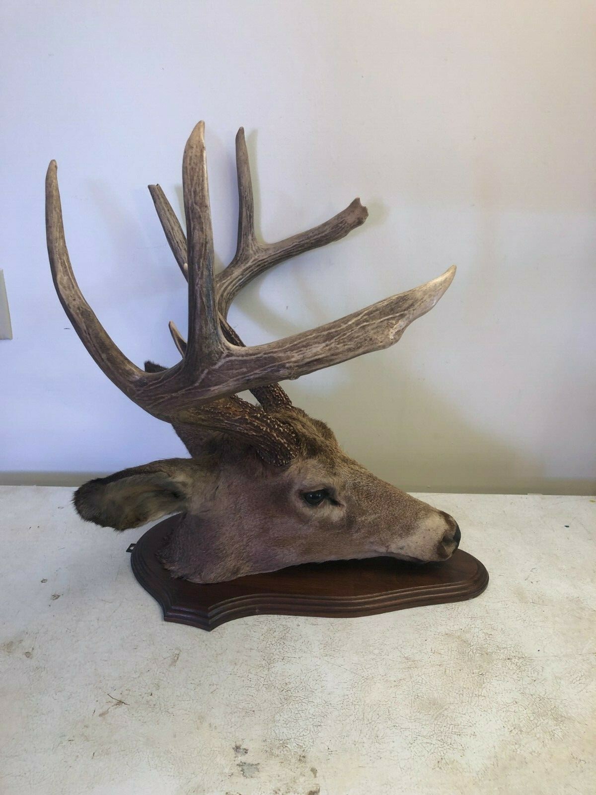 8 POINT WISCONSIN WHITETAIL BUCK DEER TAXIDERMY HEAD MOUNT 19