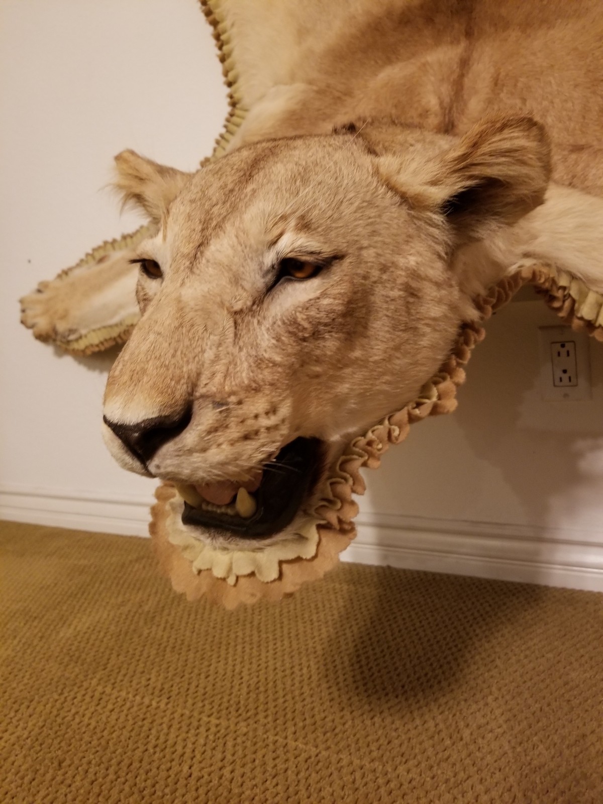 Full Size Lioness Taxidermy Rug Mount