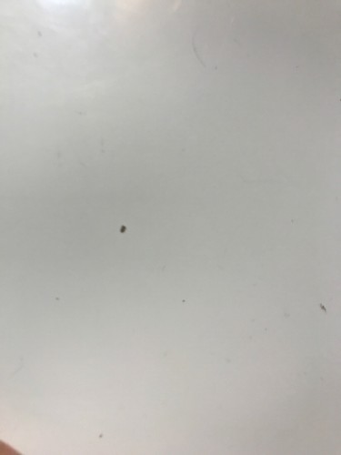 Bo Bunny Necessities 20