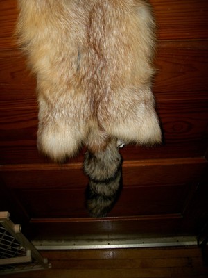 NICE tanned RED FOX HEAVY fur pelt skin taxidermy F3 man cave den cabin decor