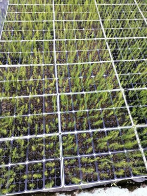 30 Piante Asparago verde coltivato – Perenne, Radicate, Pronte da Piantare