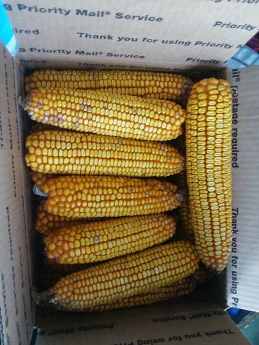 23-28 KansasHAND PICKED CORN- ON THE EAR (2017 *SQUIRRELBIRD FEED-Flat Rate Box