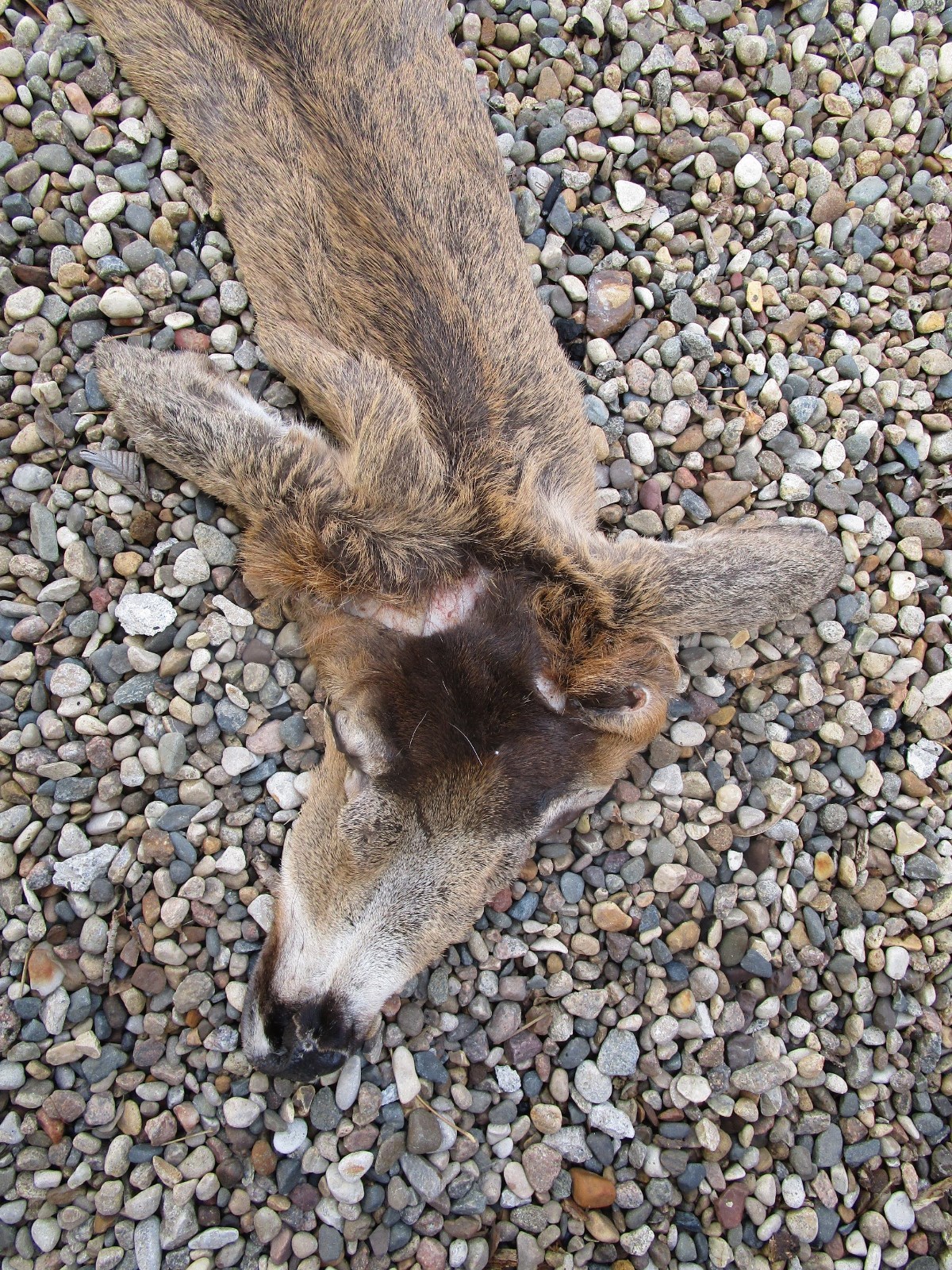 WHITETAIL DEER FULL HIDE-CAPE FOR LIFESIZE MOUNT 7½