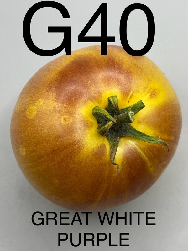 Graine / Seed Tomate Taille Grosse VariÃ©TÃ© Great White Purple