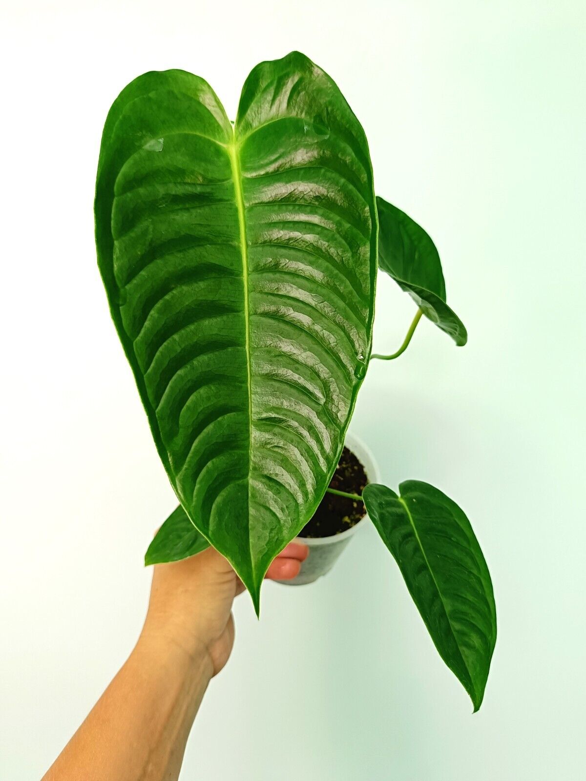 1円スタート】 Anthurium veitchii narrow leaf / アンスリウム 1円スタート】 Anthurium veitchii narrow leaf / アンスリウム