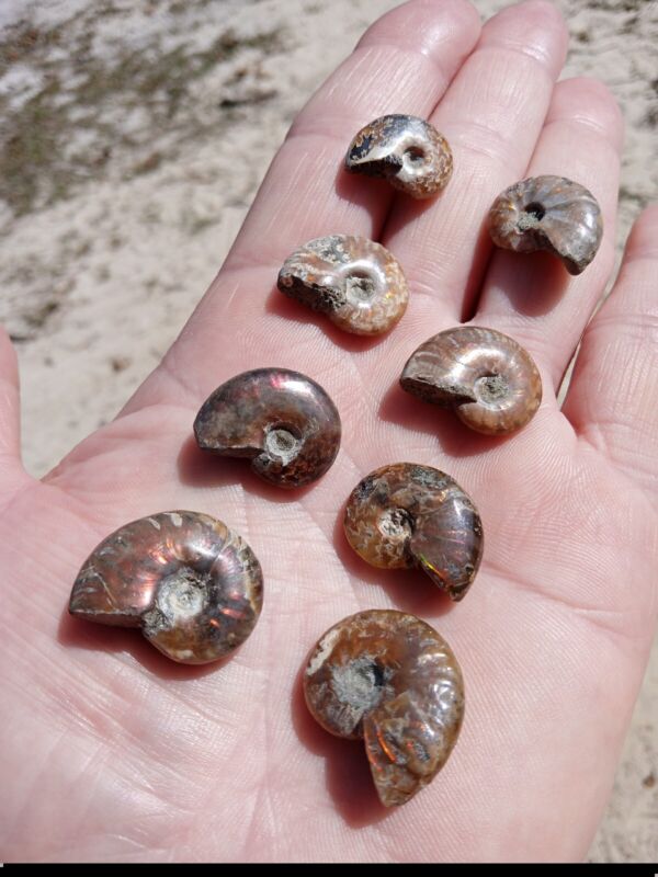 Lot of 8 small  Fossil Ammonites! Beautiful Opalized Ammonites! D9