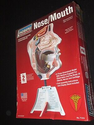 Lindberg Science Model Kit Nose Mouth Human Anatomy Anatomical 3D Sealed