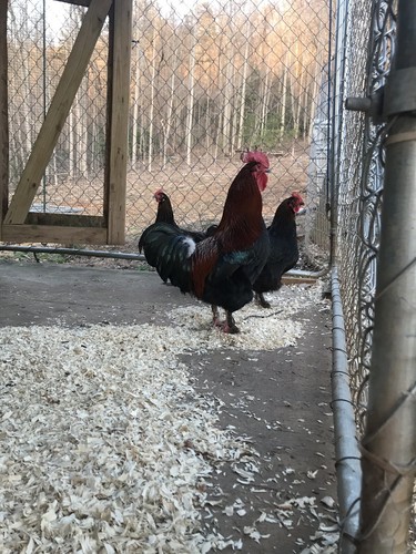 Black Copper Maran Fertile Eggs 12+