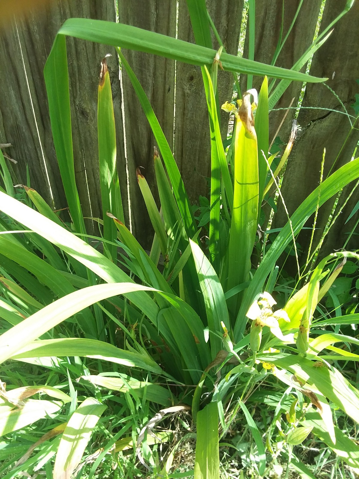 Plants Walking Iris Yellow Flower 6 Cuttings Grown Cover Boarder Plants