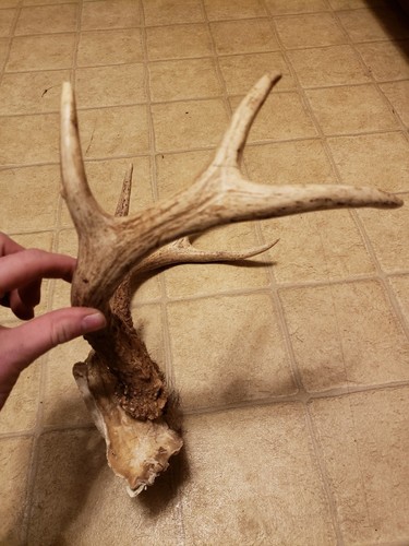 Bark Packed Whitetail Deer Wild Antler Skull Plate 8 Point Taxidermy Blow Hole