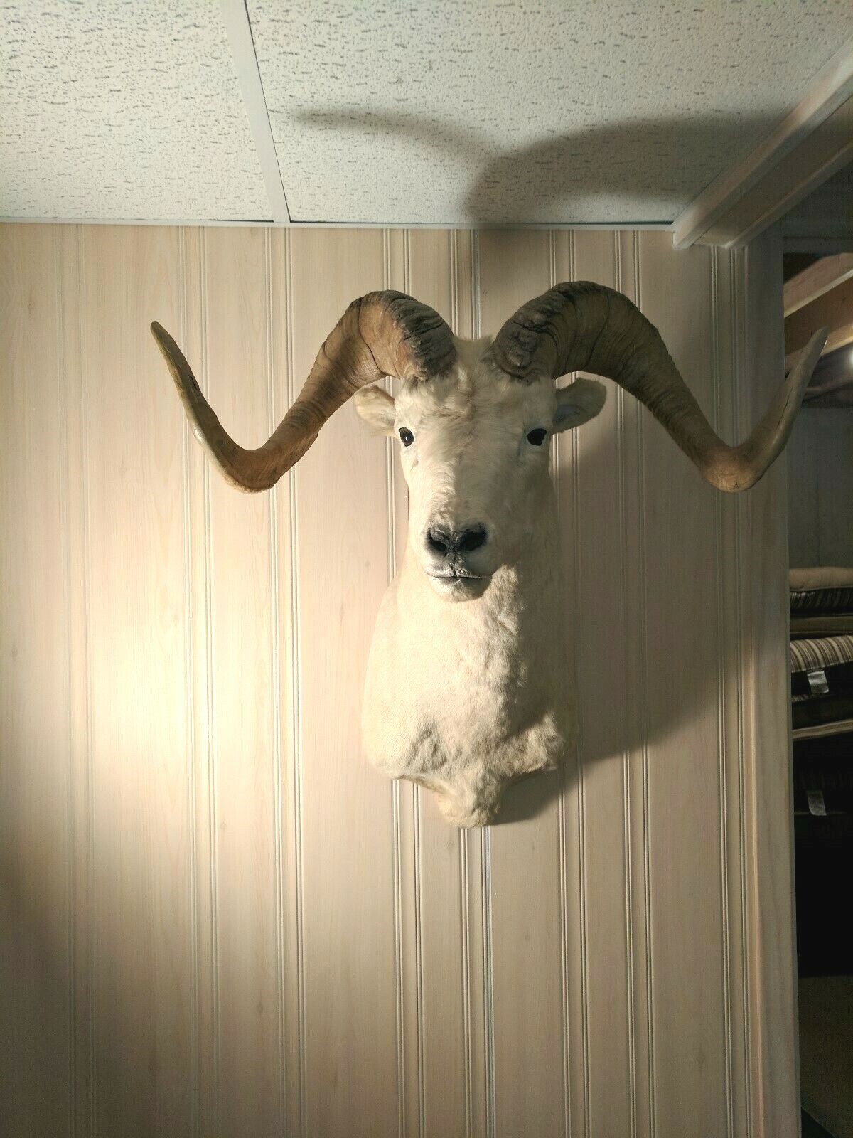 Awesome Taxidermy DALL SHEEP Sho. Mount Nice Horns Log Cabin Hunting Lodge Decor