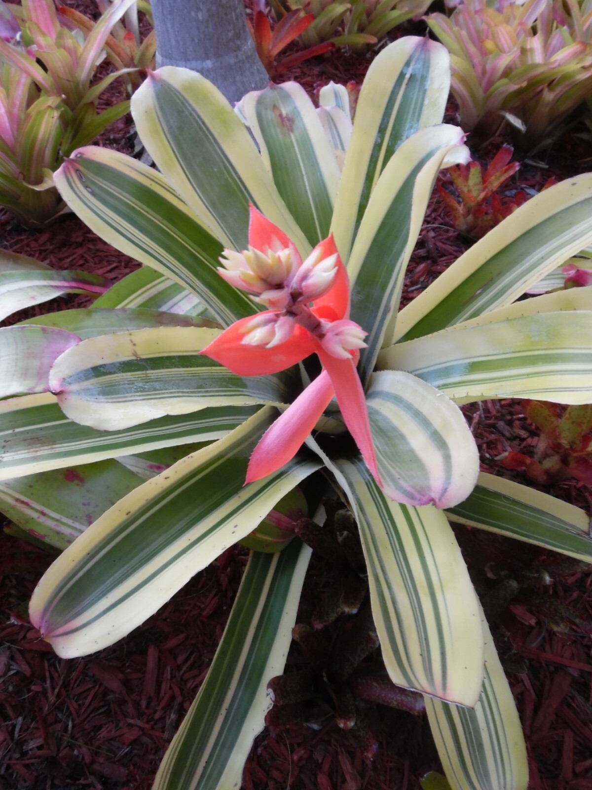 Aechmea Little Have Albo 超超特大