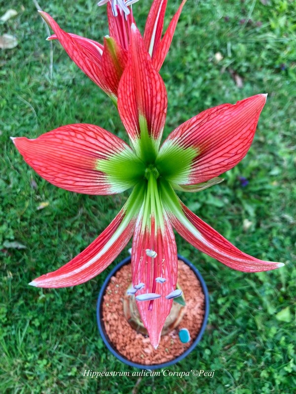 Hippeastrum Aulicum ' Corupa N1 '  X Self - 10 Seeds