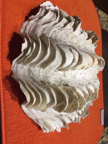 Large Natural Clam Shell Sea Shell 5 1/2 Lb