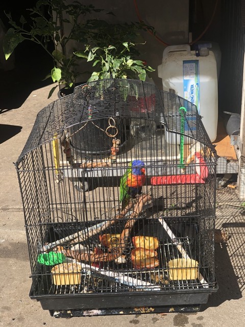 lorikeet cage