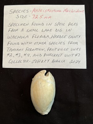 EXTINCT Fossilized COWRIE Shell ( Akleistostoma Macbrideae ) From Central Fl.