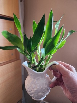 Objectfoto('s) van geverifieerde koper