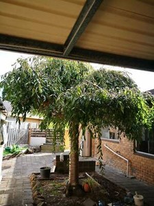 A large cheap house in Bayswater, Close to knox Westfield ...