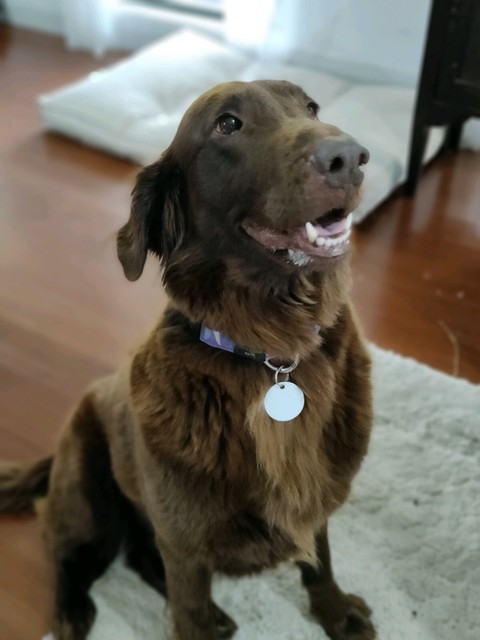 flat coated retriever gumtree