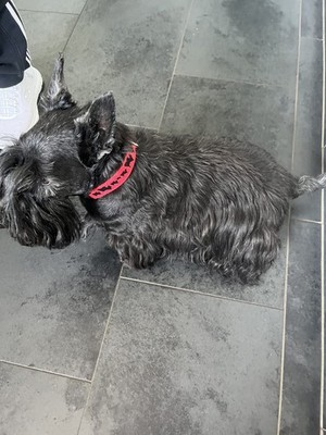 Artikelfoto(s) von einem verifizierten Käufer