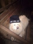 blukastore