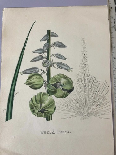 ORIGINAL 1800'S Botanical Engraved Print Hand Colored