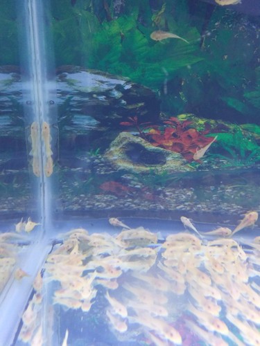 Bushynose Yellow-Blue-Eyes ×10 (1-1.5