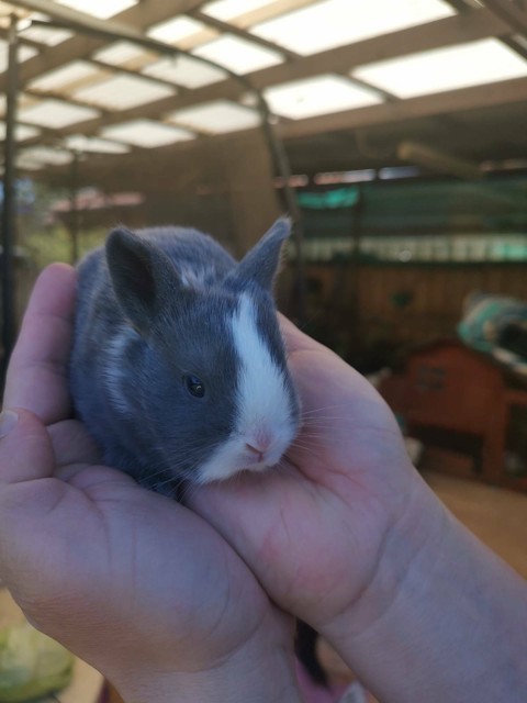 newborn rabbits for sale
