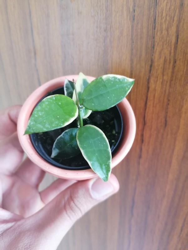 Hoya Lacunosa Albomarginata