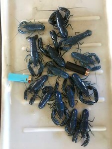 blue yabbies freshwater cray fish fish gumtree