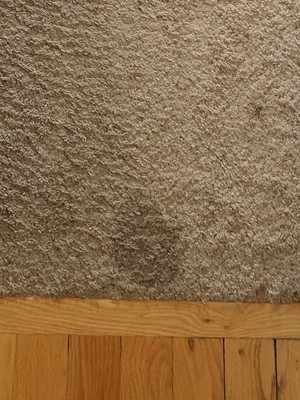 Hoover PetPlus Pet Stain & Odor Remover Solution Formula, 32 oz, AH... BRAND NEW