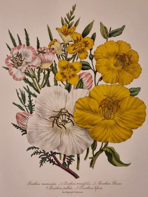 Rare Grande Gravure AquarellÃ©E SignÃ©E Fleurs 7/7 Day & Hagh Botanique