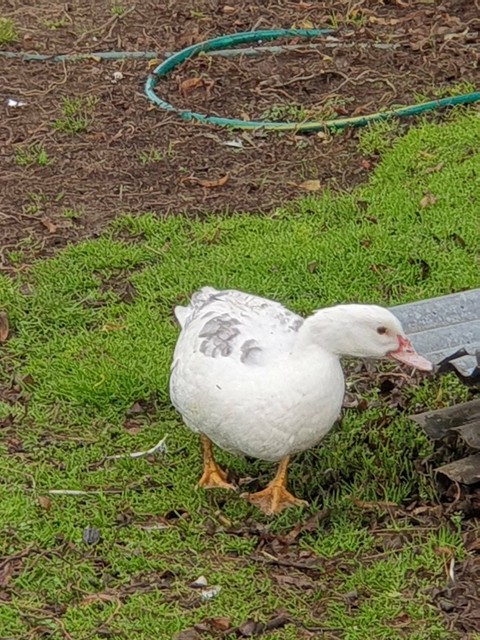 Muscovy ducks | Livestock | Gumtree Australia West Tamar - Kelso