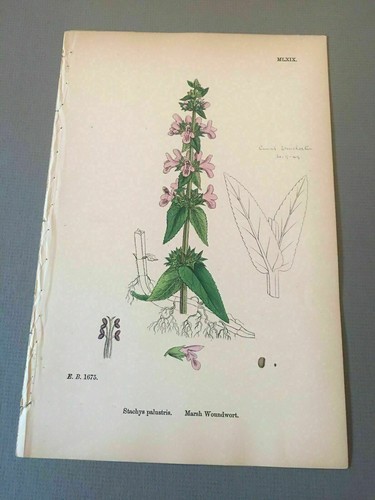 ORIGINAL 1865 Botanical Engraved Hand Colored Copperplate Flower James Sowerby