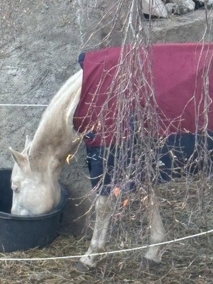 Fotos del artículo de un comprador verificado