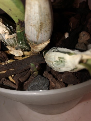 Cattleya walkeriana var. tipo Orchid Rare Fragrant