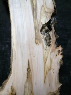 S-151_ Georgeous Ambrosia Maple Burl Slab 57