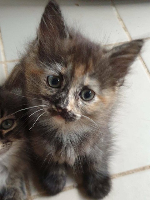 munchkin cat gumtree