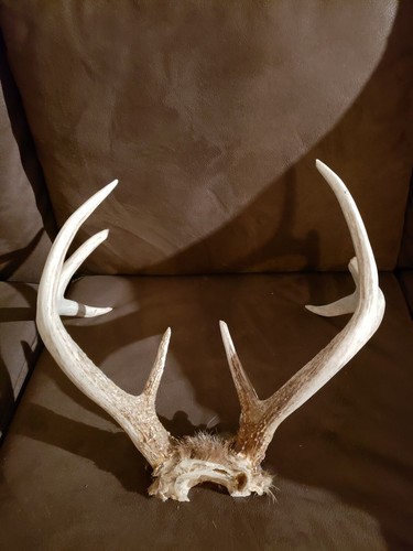 Wild Whitetail Antler Set Deer Rack 8 Point Hunting Cabin Skull Plate Heavy