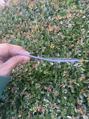 Foto dell'oggetto di un acquirente verificato