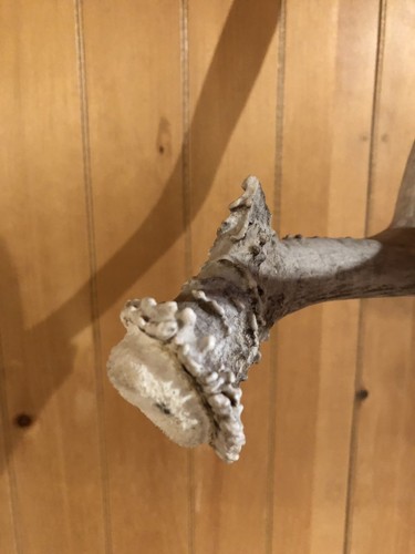 WYOMING Shed 4 PT Brown Mule Deer Antler Horn Bone Handle Rustic Craft Decor