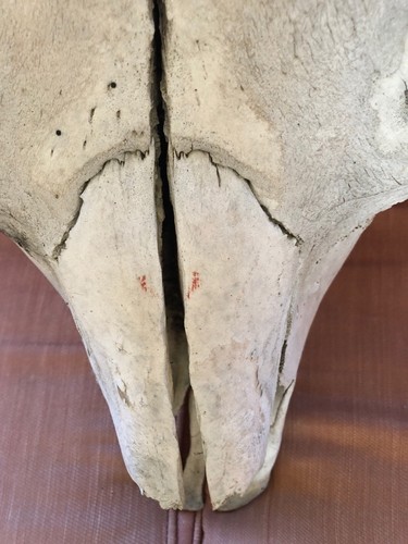 Vintage Taxidermy Buffalo Bison Skull w/  Horns